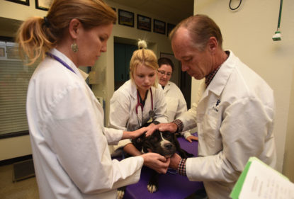 photo: Veterinary Tech instructor with students treating a dog.